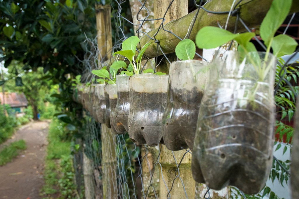 Growing plants in Bacolod, Philippines | drewgneiser.com